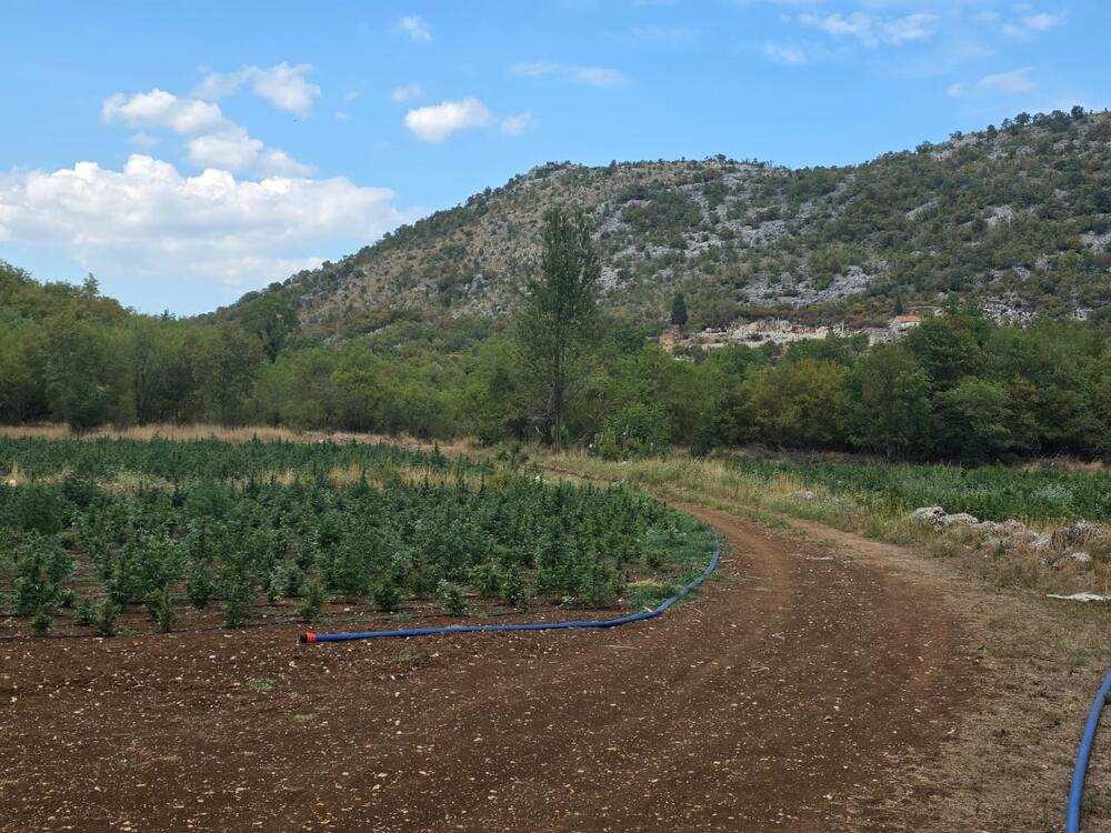 <p>Zaplijenjena droga vrijedna više od pet miliona eura</p>