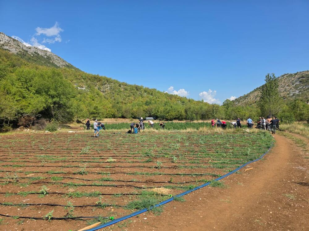 <p>Zaplijenjena droga vrijedna više od pet miliona eura</p>