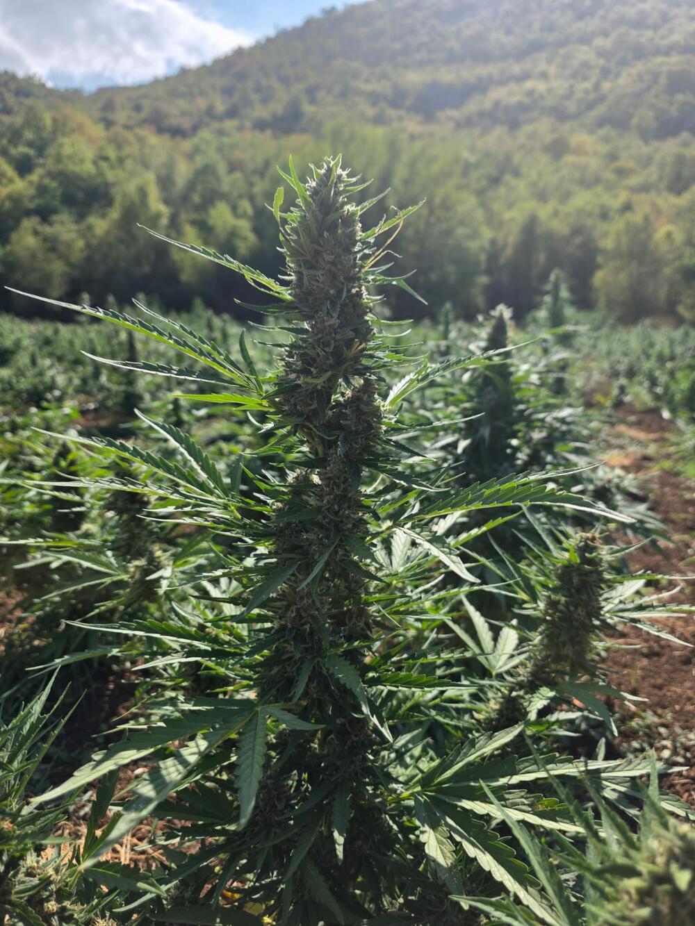 <p>Zaplijenjena droga vrijedna više od pet miliona eura</p>