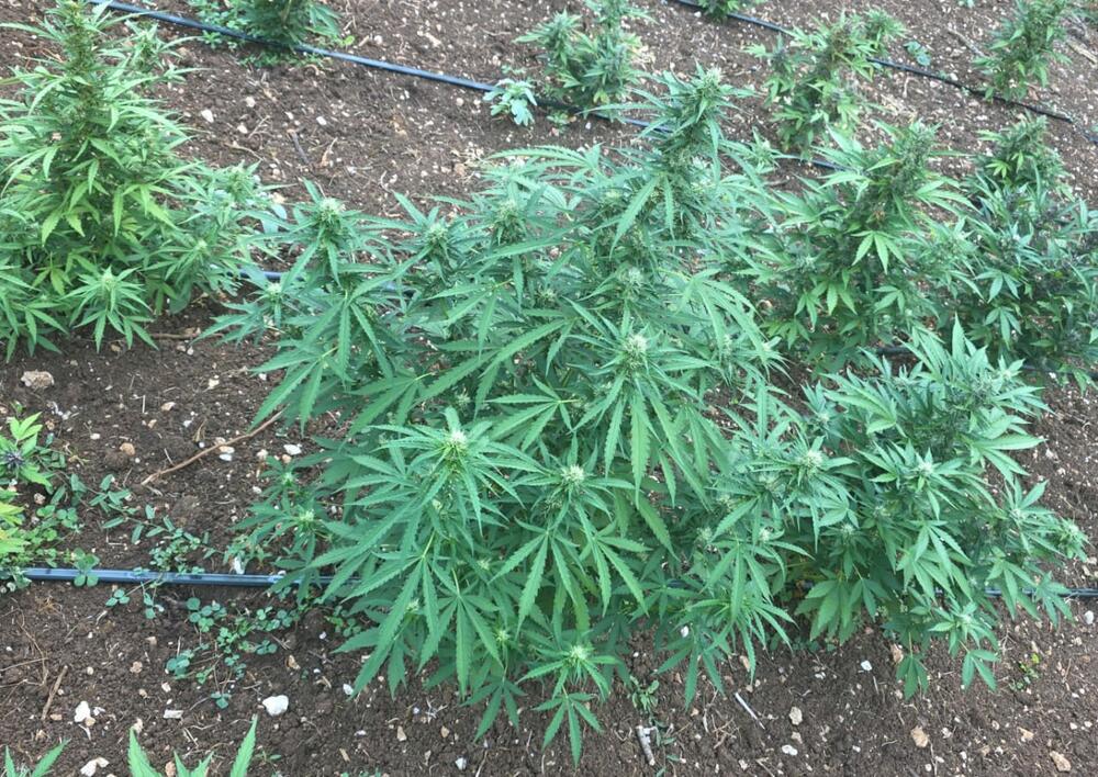 <p>Zaplijenjena droga vrijedna više od pet miliona eura</p>