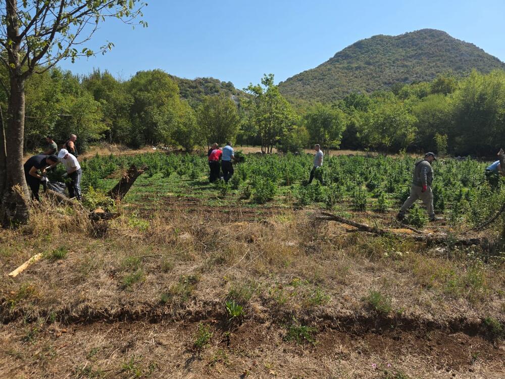 <p>Zaplijenjena droga vrijedna više od pet miliona eura</p>