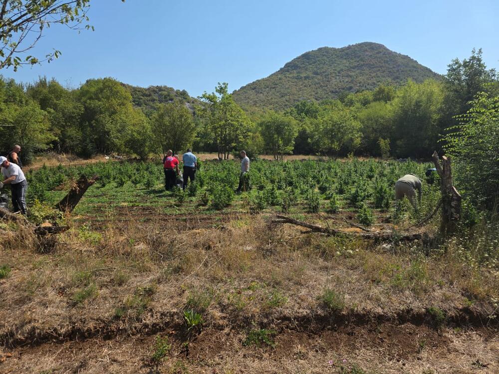 <p>Zaplijenjena droga vrijedna više od pet miliona eura</p>
