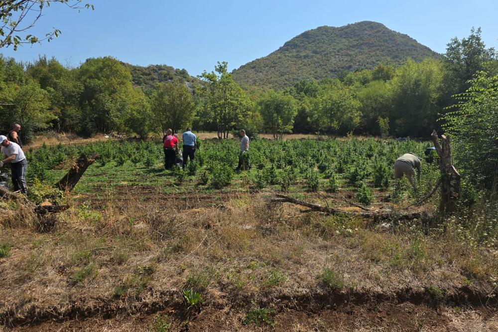 Plantaža marihuane u Crmnici, Foto: Uprava policije