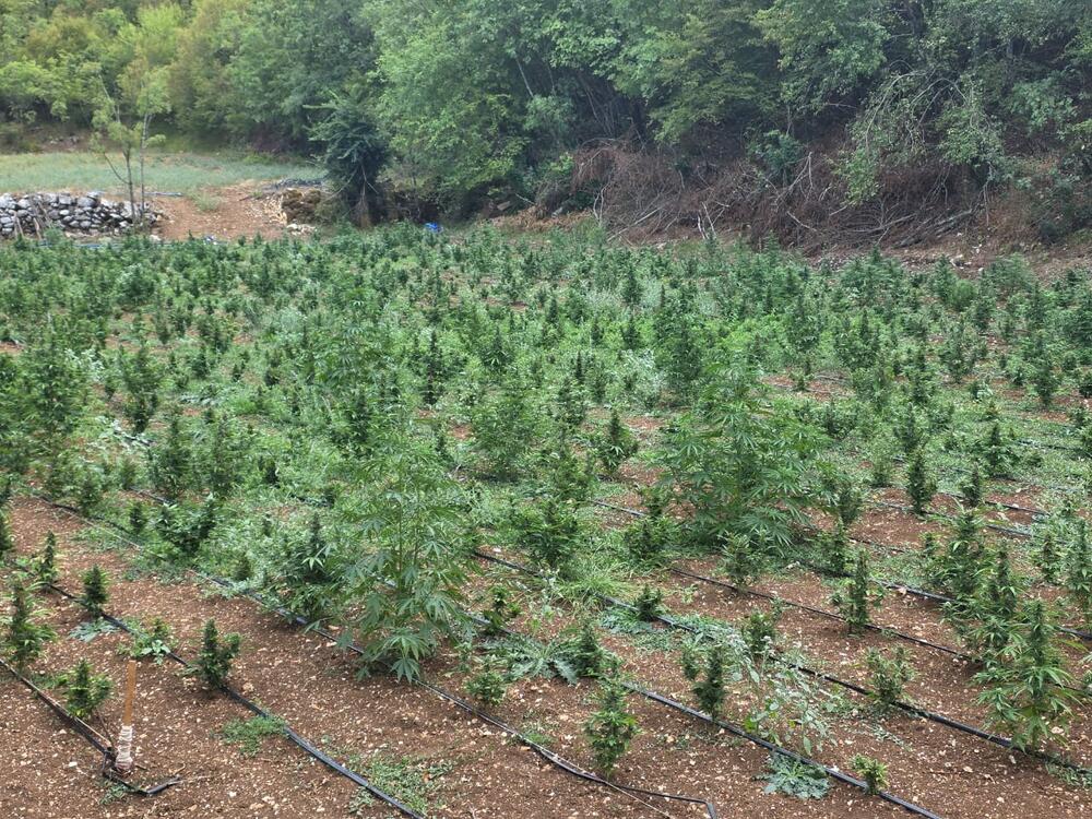 <p>Zaplijenjena droga vrijedna više od pet miliona eura</p>