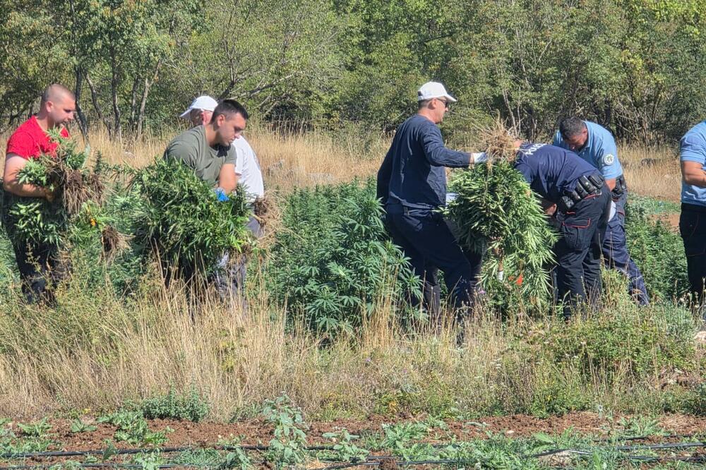 Foto: Uprava policije