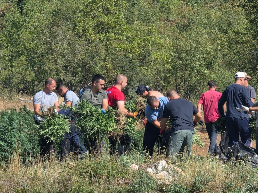 <p>Zaplijenjena droga vrijedna više od pet miliona eura</p>