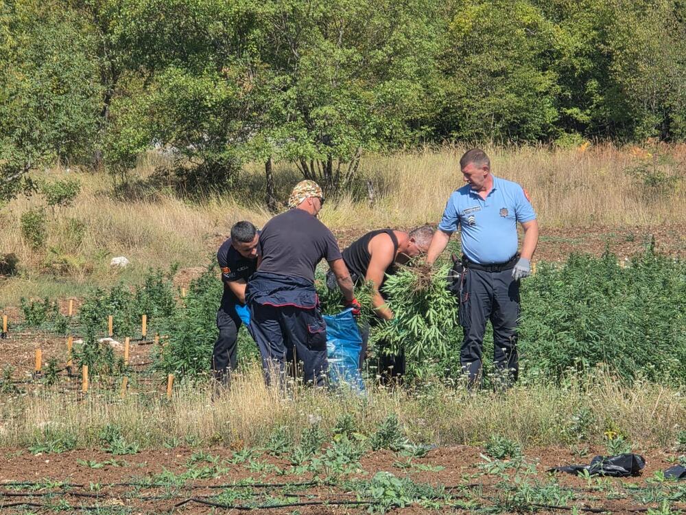 <p>Zaplijenjena droga vrijedna više od pet miliona eura</p>