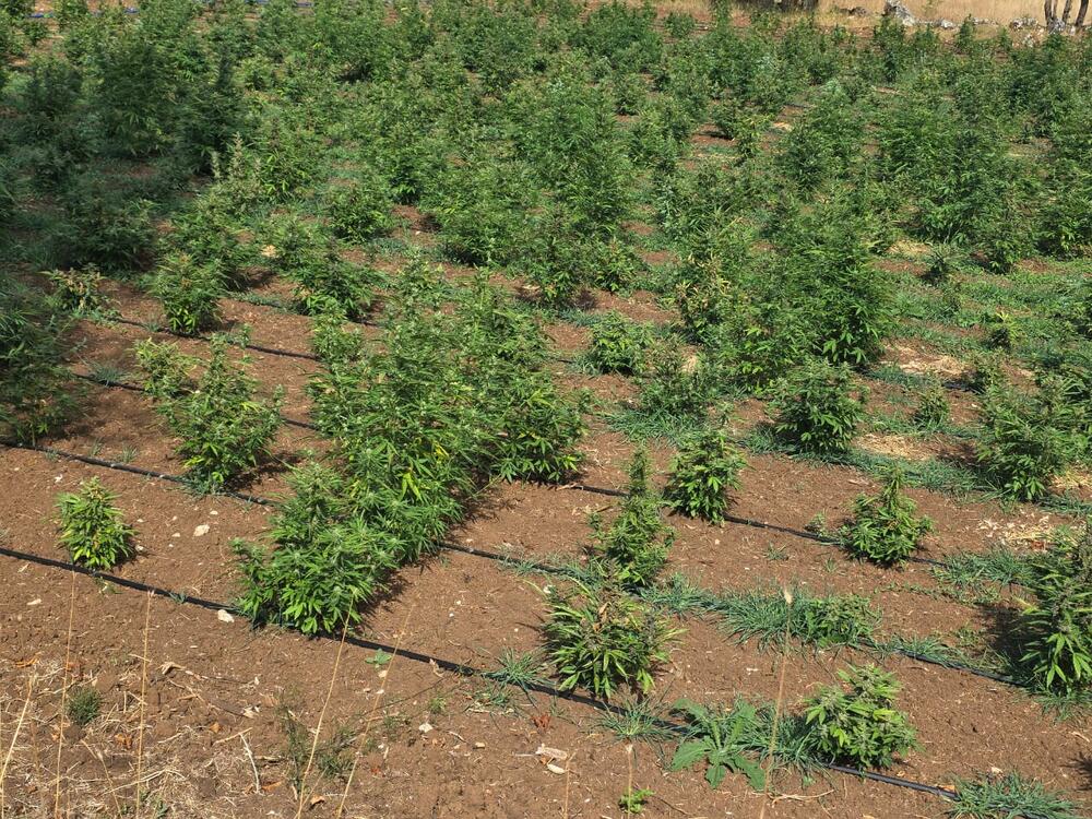 <p>Zaplijenjena droga vrijedna više od pet miliona eura</p>