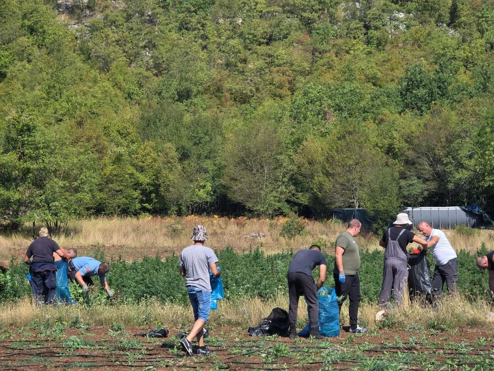 <p>Zaplijenjena droga vrijedna više od pet miliona eura</p>