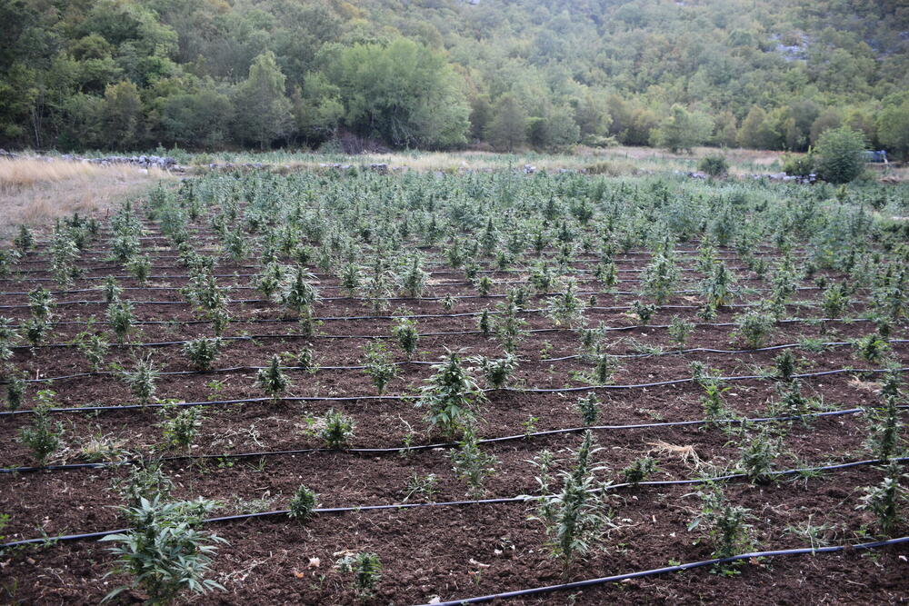 <p>Zaplijenjena droga vrijedna više od pet miliona eura</p>