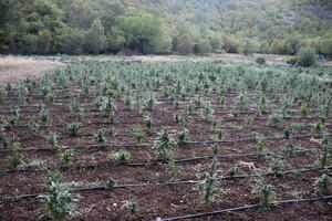 Dilovanjem droge se bave i stariji