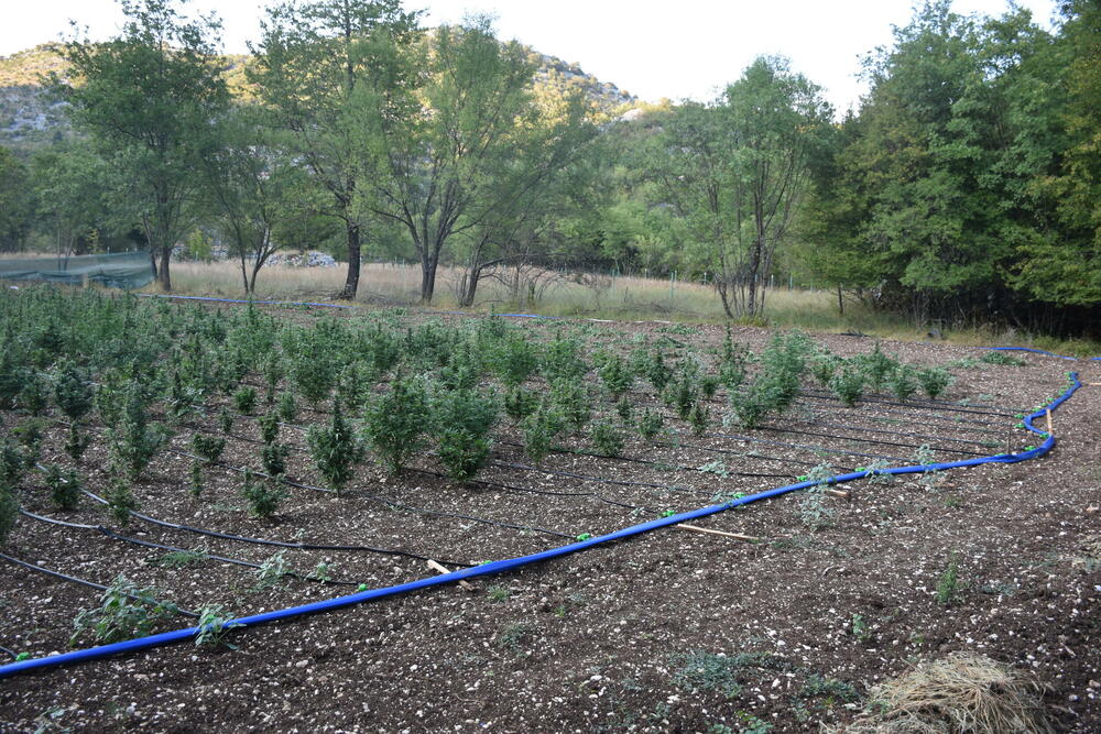 <p>Zaplijenjena droga vrijedna više od pet miliona eura</p>