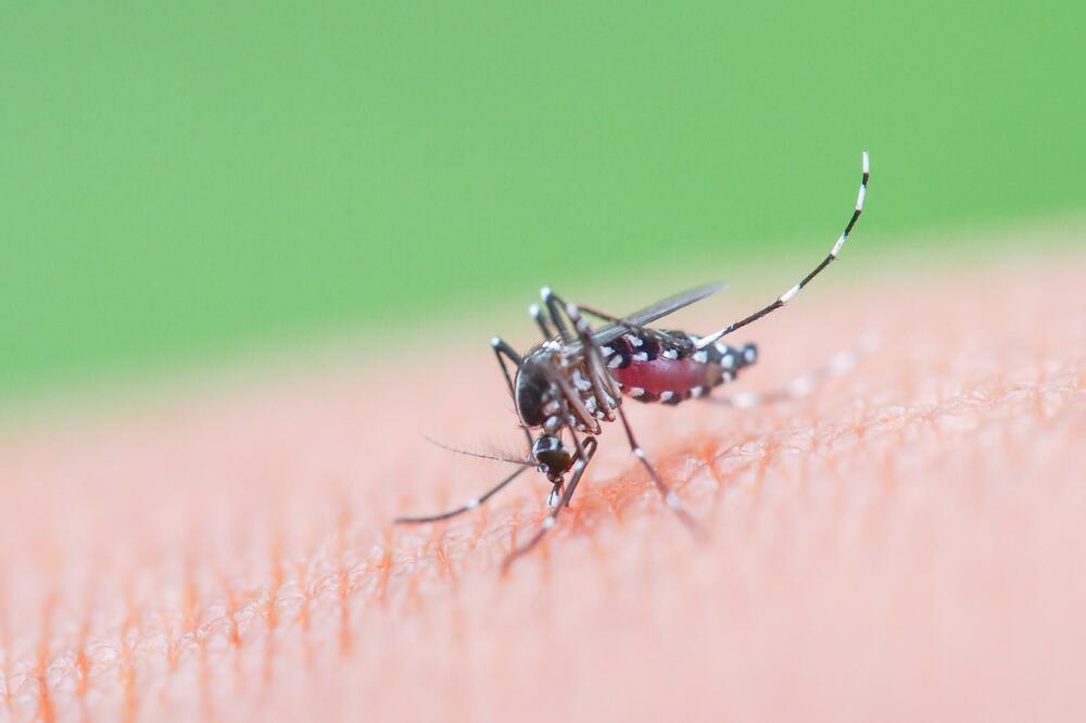 Prenosi više zaraznih bolesti (ilustracija), Foto: Shutterstock