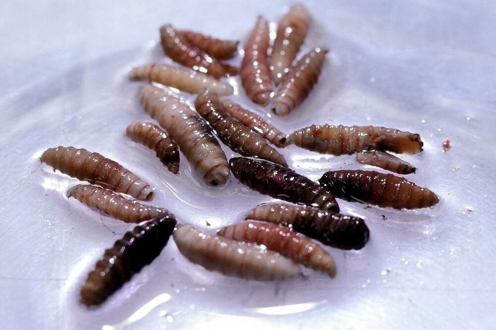 Epidemija parazitske muve, čije se larve hrane živim tkivom toplokrvnih životinja, a i čovjeka potvrđena je u Centralnoj Americi i Meksiku, Foto: Reuters