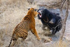 Život sa medvjedima lenjivcima koji kidaju lice i plaše tigrove