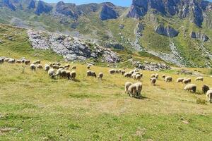 Nove mjere za podsticaj stočarstva: Opština Kolašin podržava...