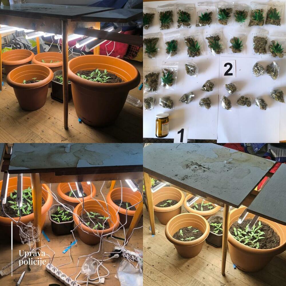 Berane: Pronađeno 30 pakovanja marihuane i improvizovana...
