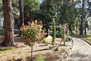 Suva svaka treća sadnica: Loši rezultati ovogodišnje sadnje u...