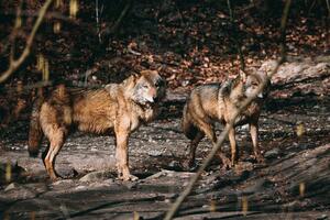 Pjesme AC/DC i glas Skarlet Johanson rastjeruju vukove
