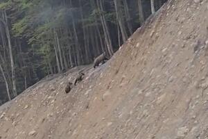 VIDEO Čitaoci šalju: Mečka i dva mečeta u blizini puta...