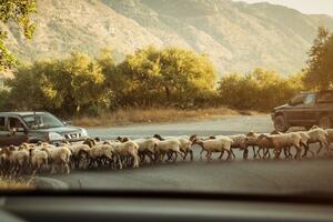 Istraga u Grčkoj: Velika prevare u vezi sa poljoprivrednim...