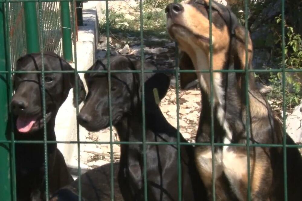 Foto: Screenshot/TV Vijesti