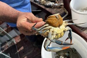 Plavi rak - od ukusnog zalogaja do štetočine: Propali ambiciozni...