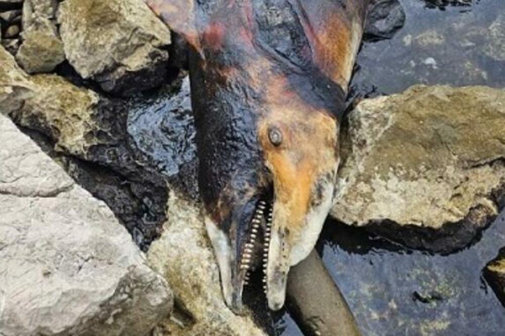 Foto: Institut za bilologiju mora