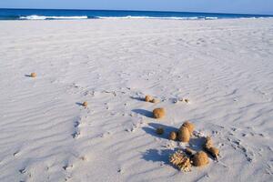 Šta su "Posejdonove loptice" koje se pojavljuju na obalama...