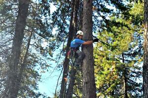 Alpinisti uklanjaju stabla koja ugrožavaju grobnice na Novom...