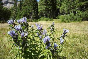 Planiraju sječu od gotovo 15 miliona eura: Uprava za gazdovanje...