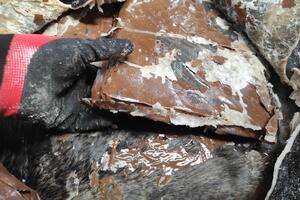 Kokain u goveđim kožama: Nove rute i metode skrivanja otkrivene u...