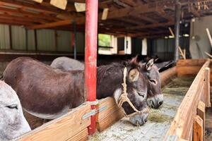 Utočište za magarce postalo primjer ekološke održivosti u Crnoj...
