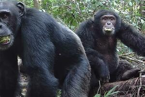 Teorija pijanog majmuna: Da li smo sklonost prema alkoholu...