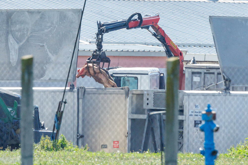 Kran nosi uginule svinje zaražene svinjskom kugom na farmi u hrvatskom Sokolovcu, Foto: REUTERS