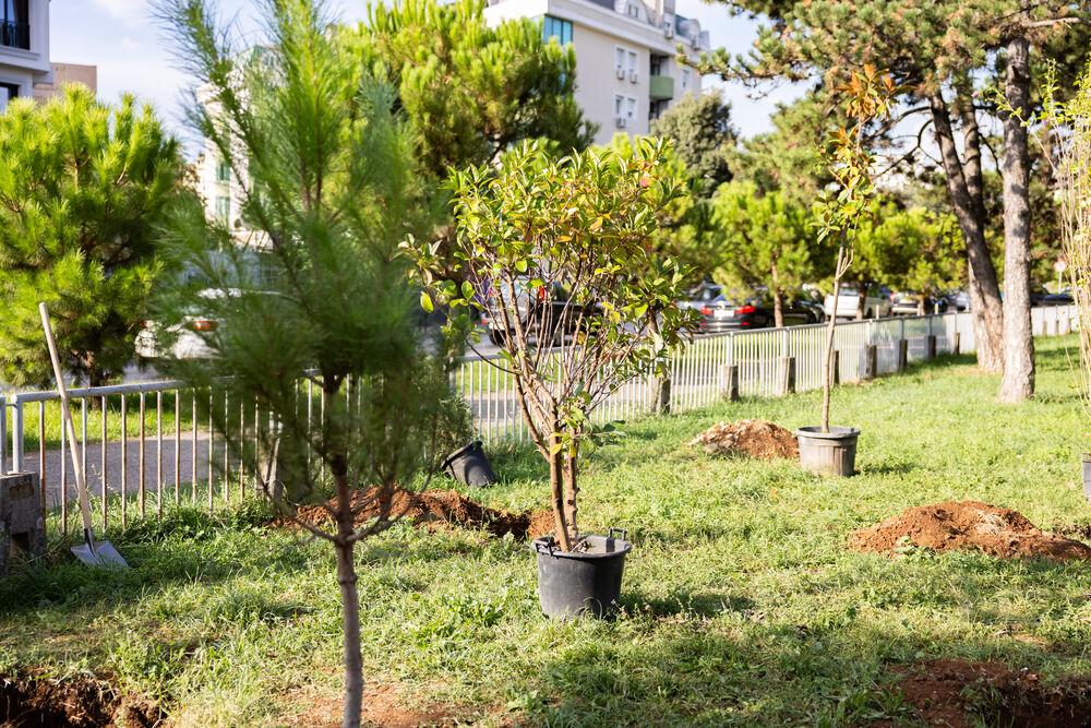 <p><em>Sadnice kupljene iz donacije kompanije Eagle Hills Montenegro vrijedne 15.000 eura</em></p>