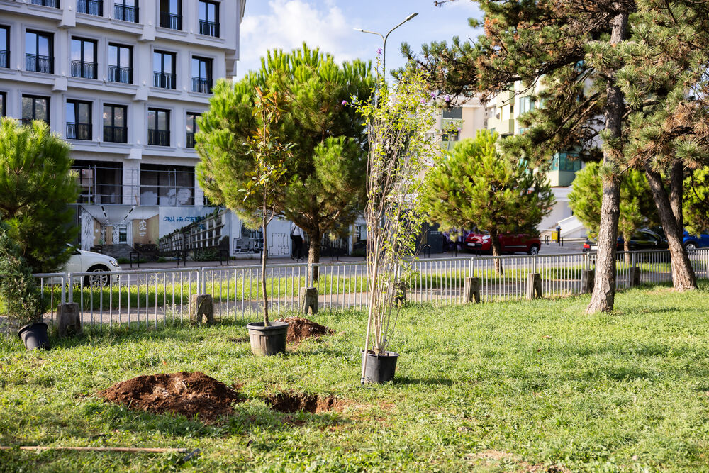 <p><em>Sadnice kupljene iz donacije kompanije Eagle Hills Montenegro vrijedne 15.000 eura</em></p>