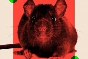 Zašto su gradovi pod najezdom pacova