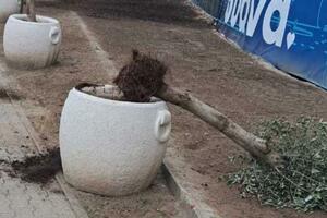 Vandali u centru Budve čupali masline i lomili saksije