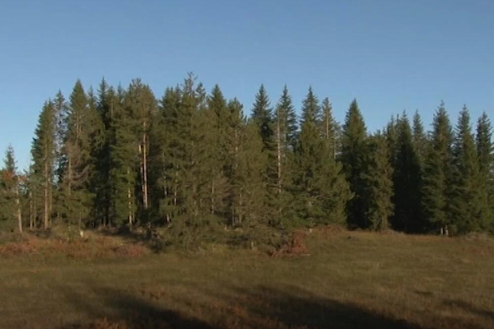 Ilustracija, Foto: Screenshot/TV Vijesti