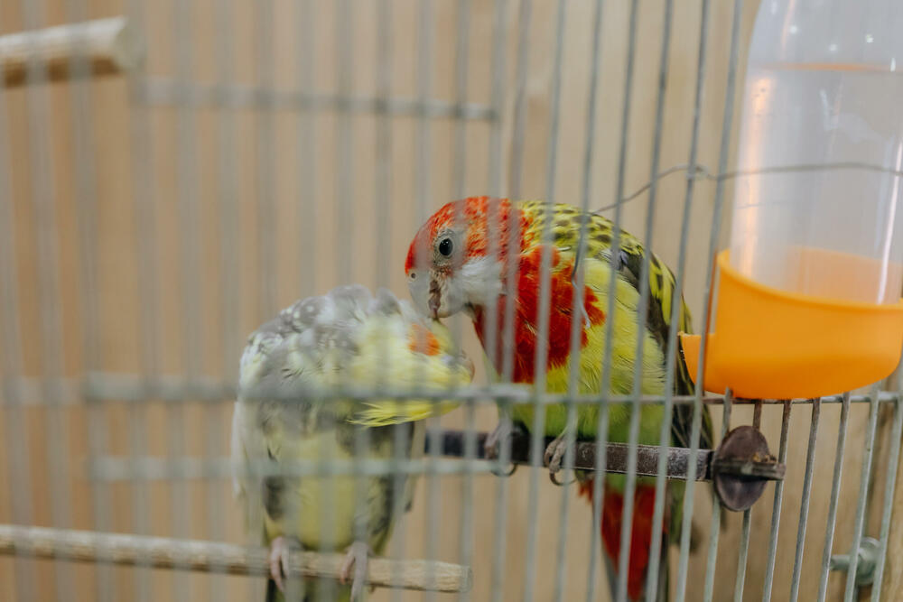 <p>Pet shop "101 Dalmatinac", dio kompanije Čamdzić 011 koja postoji više od 15 godina, jedan je od vodećih distributera hrane i opreme za kućne ljubimce u Crnoj Gori.</p>