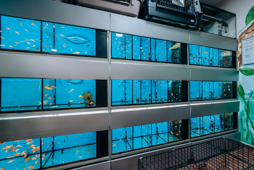 <p>Pet shop "101 Dalmatinac", dio kompanije Čamdzić 011 koja postoji više od 15 godina, jedan je od vodećih distributera hrane i opreme za kućne ljubimce u Crnoj Gori.</p>