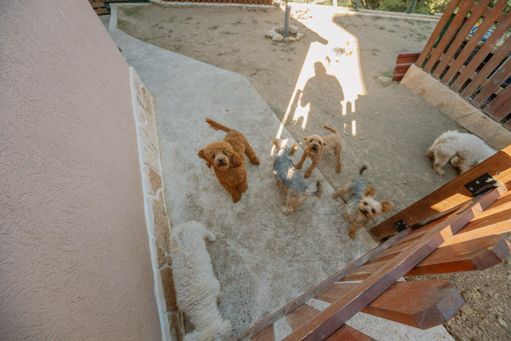 <p>Pet shop "101 Dalmatinac", dio kompanije Čamdzić 011 koja postoji više od 15 godina, jedan je od vodećih distributera hrane i opreme za kućne ljubimce u Crnoj Gori.</p>