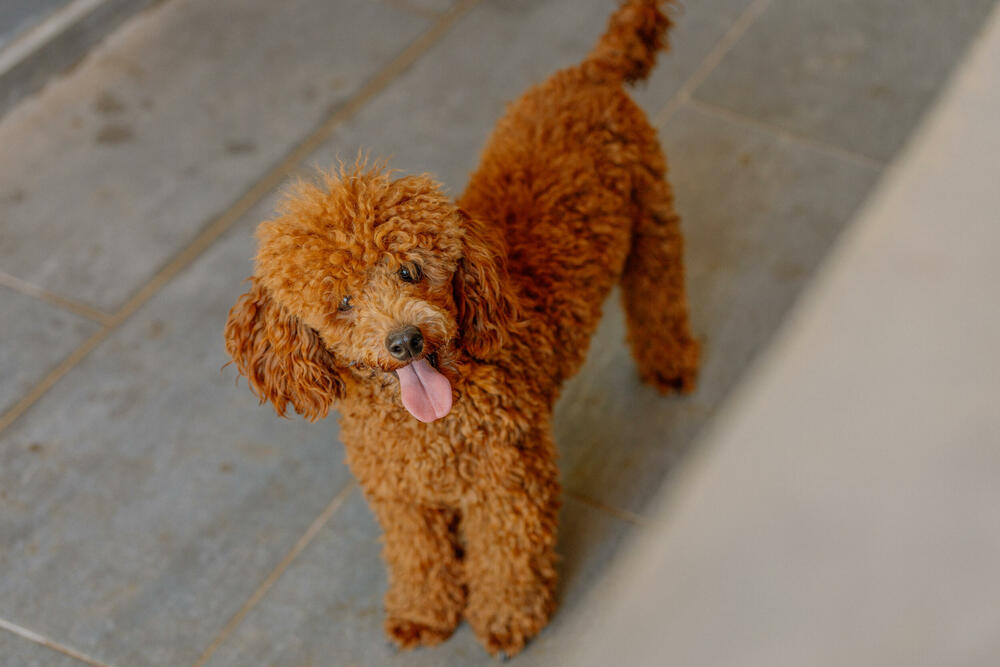 <p>Pet shop "101 Dalmatinac", dio kompanije Čamdzić 011 koja postoji više od 15 godina, jedan je od vodećih distributera hrane i opreme za kućne ljubimce u Crnoj Gori.</p>