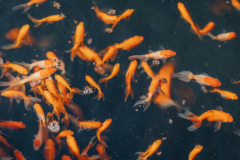 <p>Pet shop "101 Dalmatinac", dio kompanije Čamdzić 011 koja postoji više od 15 godina, jedan je od vodećih distributera hrane i opreme za kućne ljubimce u Crnoj Gori.</p>