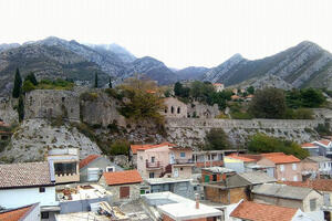 Maslina je fenomen i barska hraniteljica