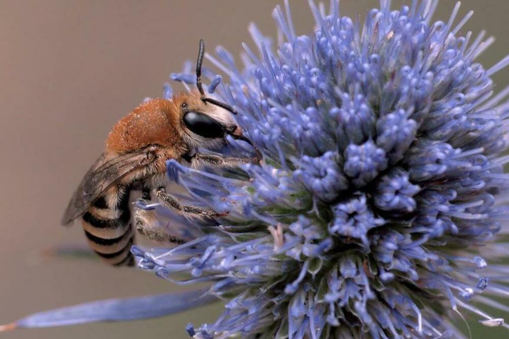 Foto: El Gritche/PA Wire