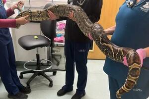 Britanija: Zmija dugačka nekoliko metara pronađena blizu osnovne...