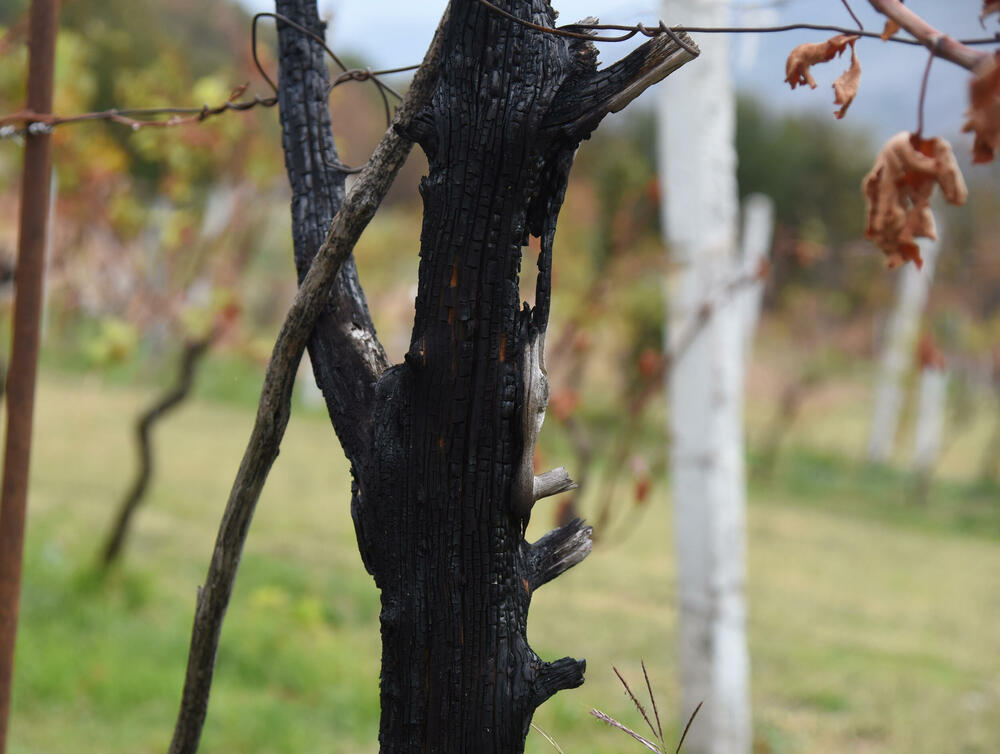<p>Iz Glavnog grada kazali da je ukupna šteta procijenjena na blizu 500.000 eura, najviše na zasadima vinove loze... Niko kome je izgorjela kuća ili imanje još nije obeštećen, ako jeste, volio bih da me demantuju, kaže Milovan Marković</p>