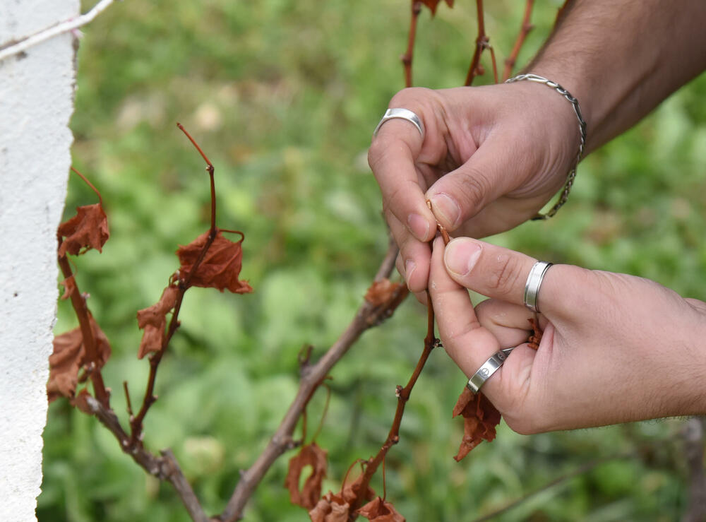 <p>Iz Glavnog grada kazali da je ukupna šteta procijenjena na blizu 500.000 eura, najviše na zasadima vinove loze... Niko kome je izgorjela kuća ili imanje još nije obeštećen, ako jeste, volio bih da me demantuju, kaže Milovan Marković</p>